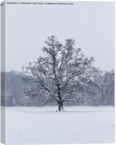 Snowy Tree at Bakers Park Canvas Print by Sebastien Coell