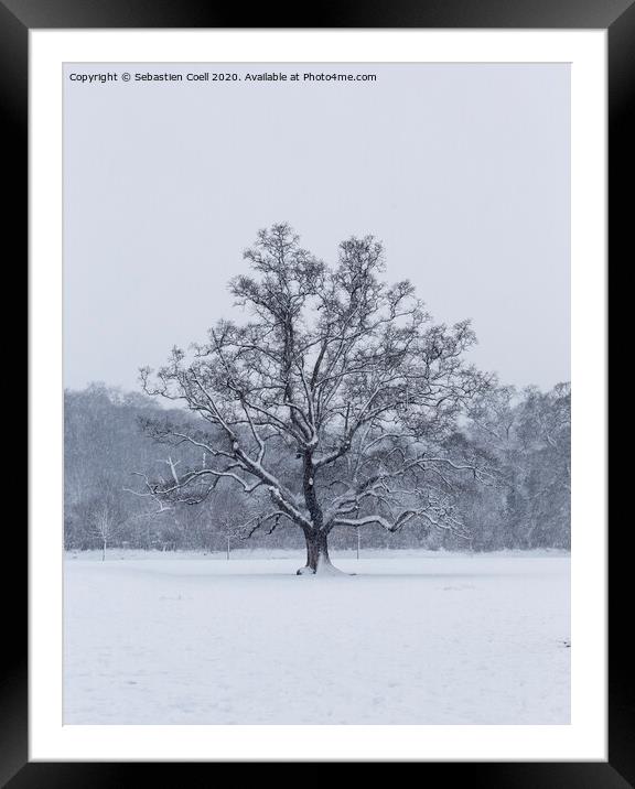 Snowy Tree at Bakers Park Framed Mounted Print by Sebastien Coell
