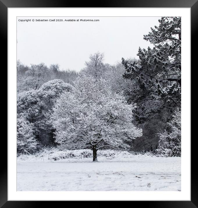 Snowy Tree at Bakers Park Framed Mounted Print by Sebastien Coell