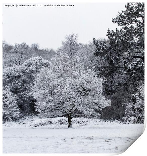 Snowy Tree at Bakers Park Print by Sebastien Coell