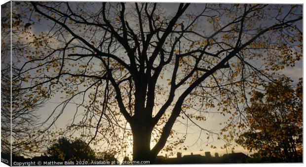 Shpe of a tree Canvas Print by Matthew Balls