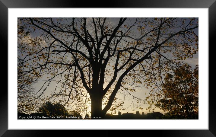 Shpe of a tree Framed Mounted Print by Matthew Balls