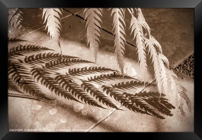 Fern and shadow Framed Print by Robert Thrift