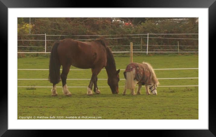 Mather and child horse Framed Mounted Print by Matthew Balls