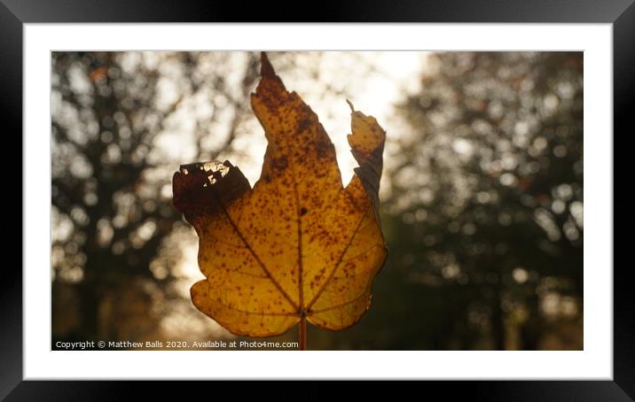 A close up of Autumn Framed Mounted Print by Matthew Balls