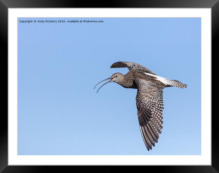 Curlew in Flight Framed Mounted Print by Andy McGarry