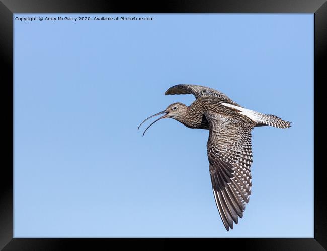 Curlew in Flight Framed Print by Andy McGarry