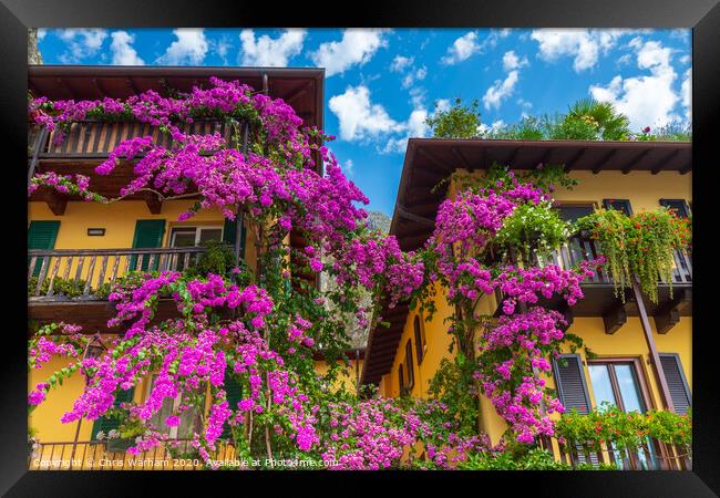 Bougainvillea on a house wall in Limone Italy Framed Print by Chris Warham