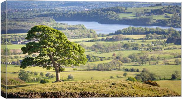The Lone Tree, the roaches Canvas Print by Andy McGarry