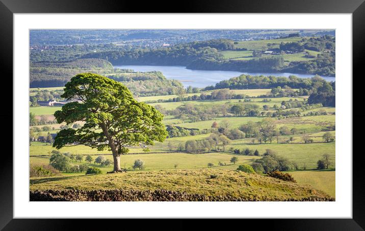 The Lone Tree, the roaches Framed Mounted Print by Andy McGarry
