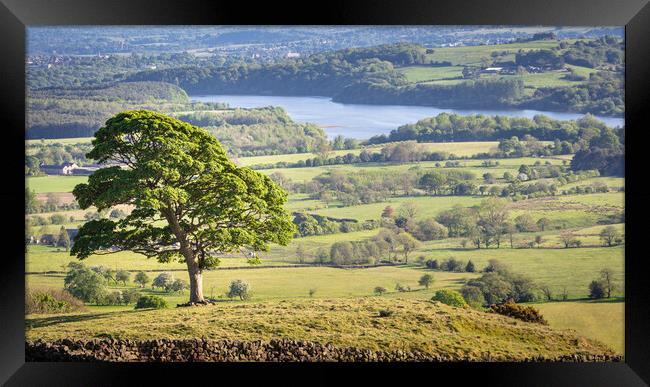 The Lone Tree, the roaches Framed Print by Andy McGarry