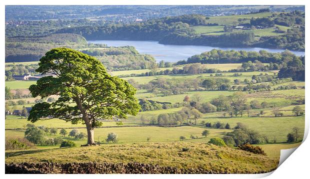 The Lone Tree, the roaches Print by Andy McGarry