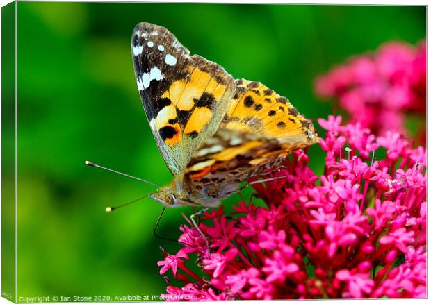 Majestic Painted Lady Butterfly Canvas Print by Ian Stone