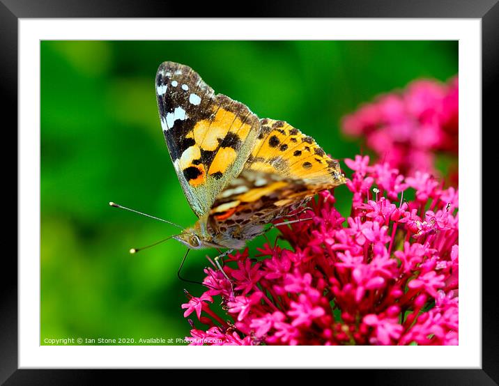 Majestic Painted Lady Butterfly Framed Mounted Print by Ian Stone