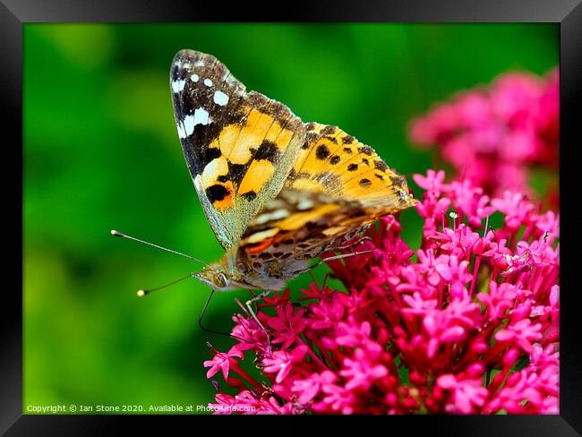 Majestic Painted Lady Butterfly Framed Print by Ian Stone