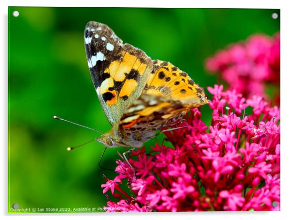 Majestic Painted Lady Butterfly Acrylic by Ian Stone