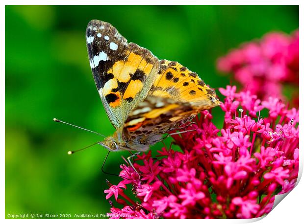 Majestic Painted Lady Butterfly Print by Ian Stone