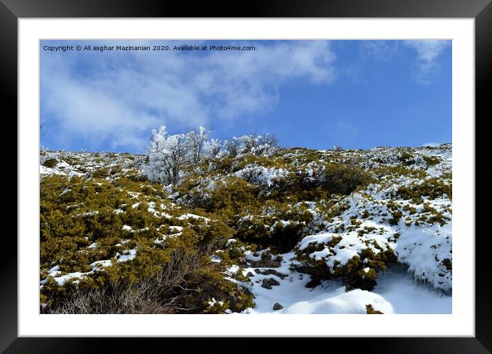 snow on bushes of mountain, Framed Mounted Print by Ali asghar Mazinanian
