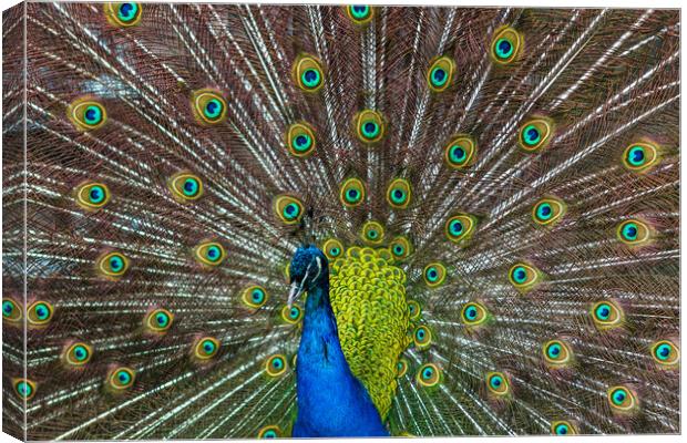 Peacock spreading its wings Canvas Print by Jason Wells