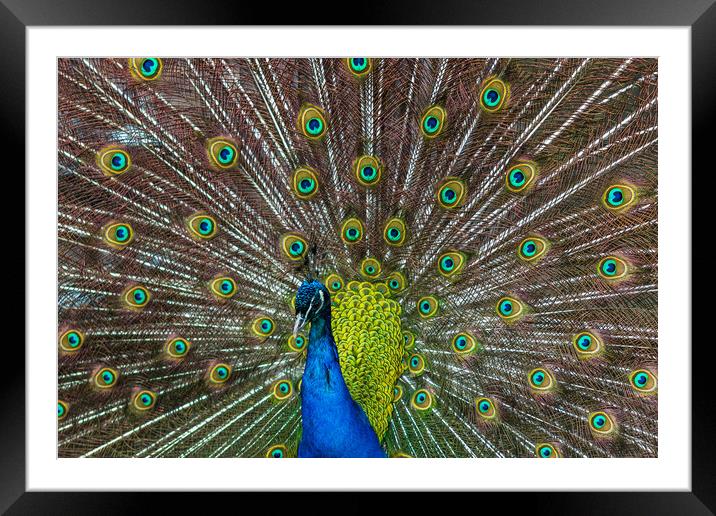 Peacock spreading its wings Framed Mounted Print by Jason Wells