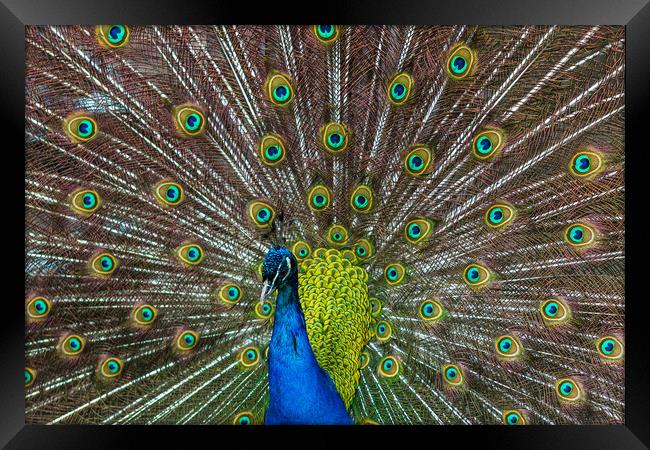 Peacock spreading its wings Framed Print by Jason Wells