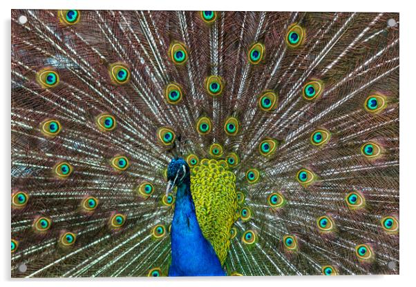 Peacock spreading its wings Acrylic by Jason Wells