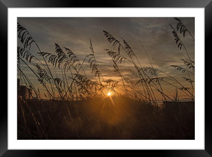 Seagrass at sunrise Framed Mounted Print by Jo Anne Keasler
