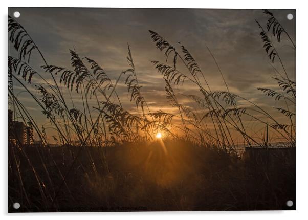 Seagrass at sunrise Acrylic by Jo Anne Keasler