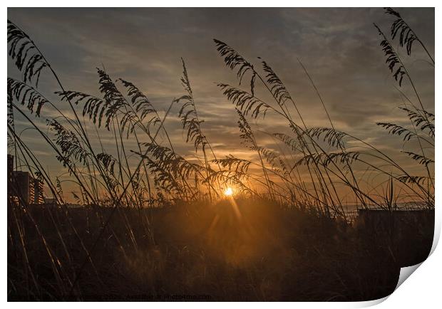 Seagrass at sunrise Print by Jo Anne Keasler