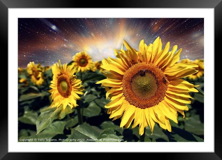 Starburst of Sunflowers Framed Mounted Print by Tony Williams. Photography email tony-williams53@sky.com