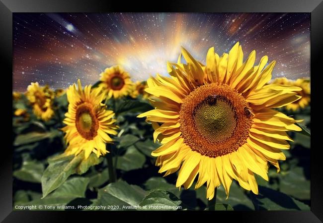 Starburst of Sunflowers Framed Print by Tony Williams. Photography email tony-williams53@sky.com