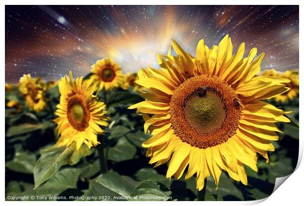 Starburst of Sunflowers Print by Tony Williams. Photography email tony-williams53@sky.com