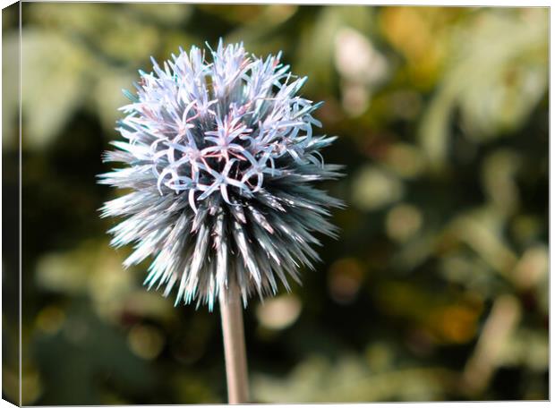 Globe Thistle Flower  Canvas Print by Jacqui Farrell