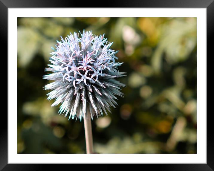 Globe Thistle Flower  Framed Mounted Print by Jacqui Farrell