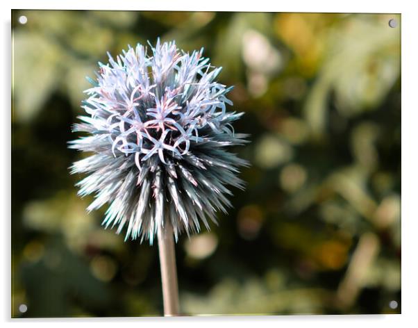 Globe Thistle Flower  Acrylic by Jacqui Farrell