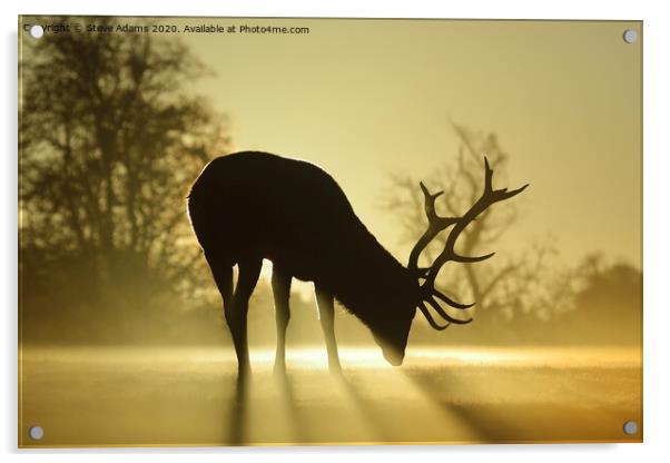 Sunlit stag Acrylic by Steve Adams