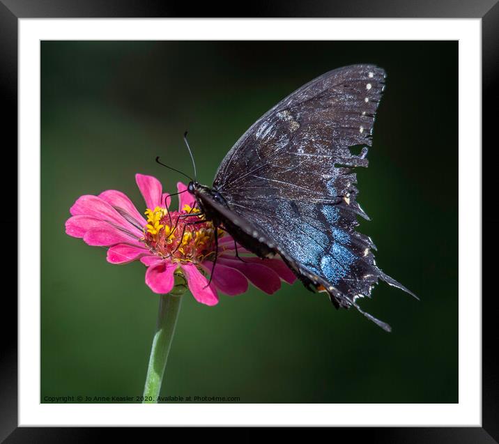 Butterfly on a flower Framed Mounted Print by Jo Anne Keasler