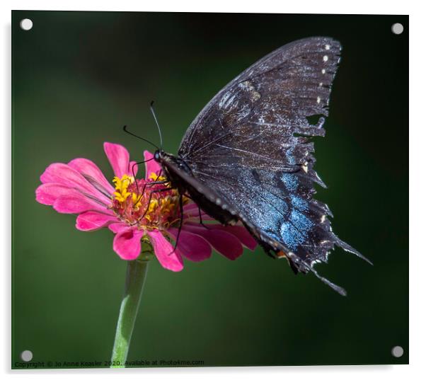 Butterfly on a flower Acrylic by Jo Anne Keasler