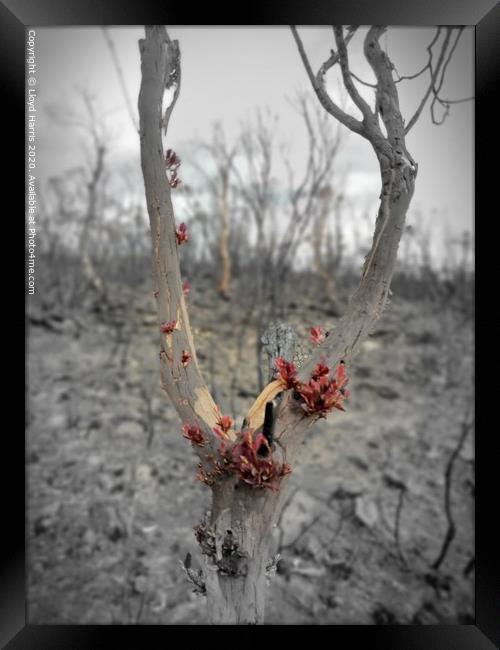 Rebirth after wildfires #1 Framed Print by Lloyd Harris