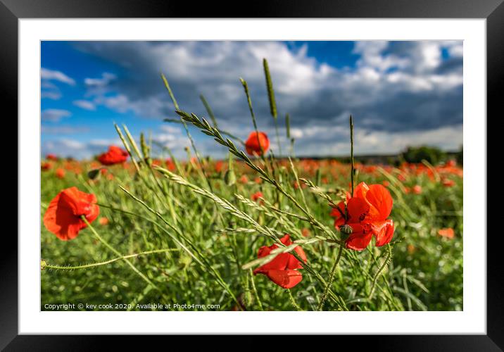 wild poppies Framed Mounted Print by kevin cook