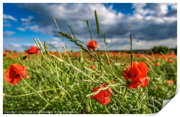 wild poppies Print by kevin cook