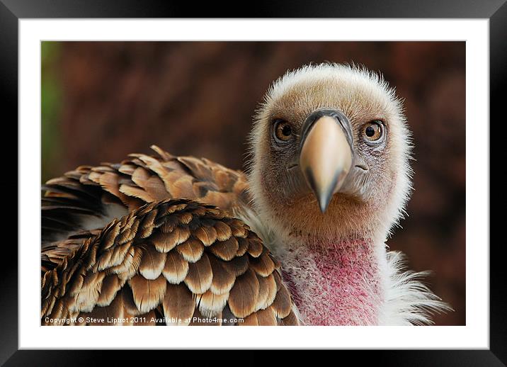 Griffin Vulture (Gyps fulvus) Framed Mounted Print by Steve Liptrot