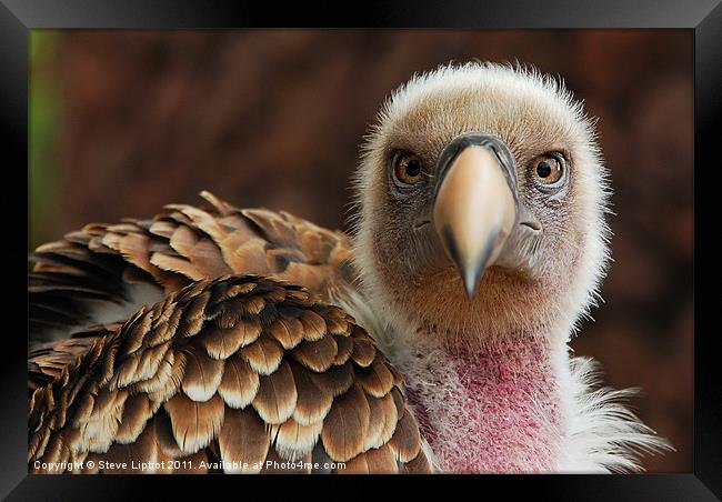 Griffin Vulture (Gyps fulvus) Framed Print by Steve Liptrot