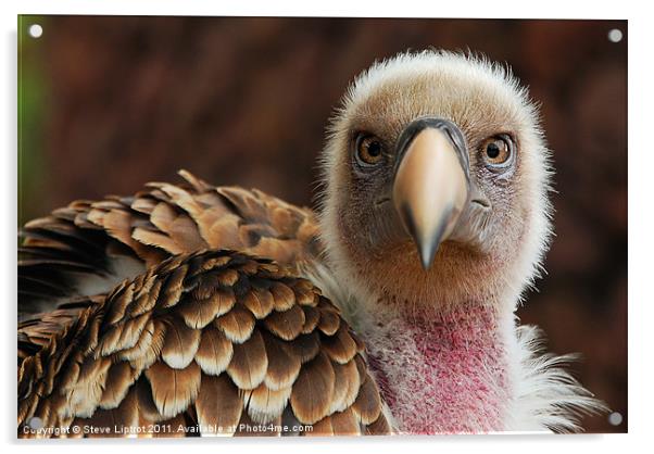 Griffin Vulture (Gyps fulvus) Acrylic by Steve Liptrot