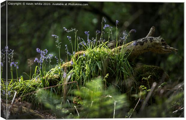 Bluebells in the forest Canvas Print by Kevin White