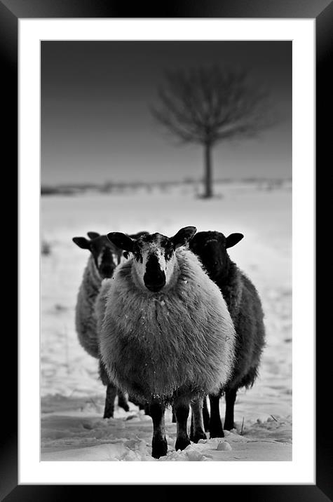 Wyrd Sisters,Farm animals Framed Mounted Print by Simon Gladwin