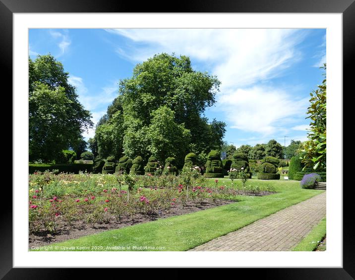 Formal gardens at Hall Place  Framed Mounted Print by Ursula Keene