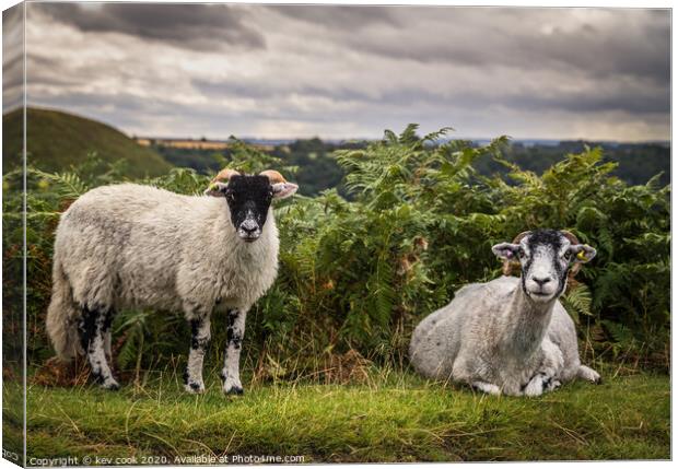 Moorland sheep Canvas Print by kevin cook
