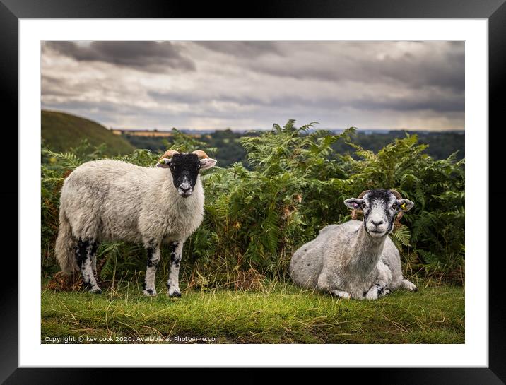 Moorland sheep Framed Mounted Print by kevin cook