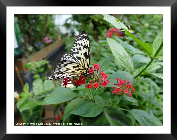 Paper Kite Tropical Butterfly Framed Mounted Print by Ursula Keene